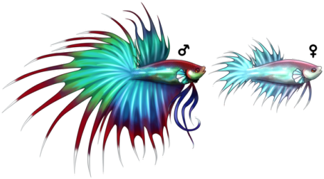 Decided To Make A Betta Pokemon Since There Isn't One - Betta Splendens Fakemon (500x273)
