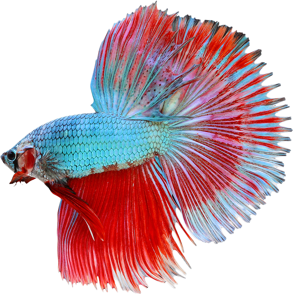 Dragon Scale Male Betta - Dragon Scale Betta Fish Female (1200x1200)