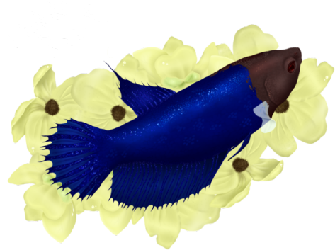 @doeandthezoo 's Beautiful Betta Cecilia For The Fishblr - Craft (500x429)