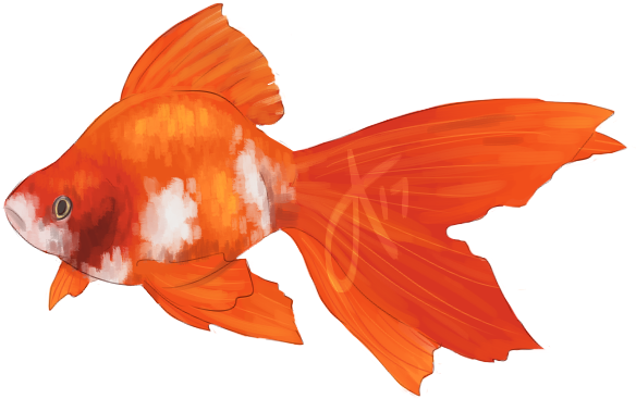 $10 Fish Commissions - Goldfish (600x400)