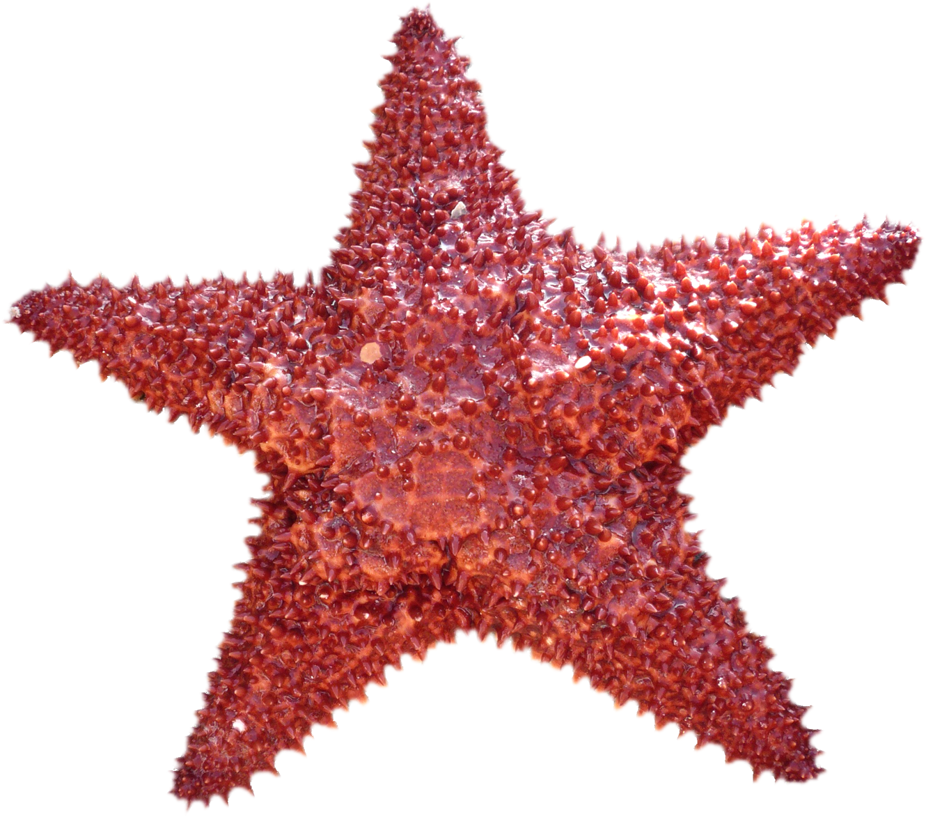 Starfish Png Transparent Image - Png Star Fish (1400x1246)