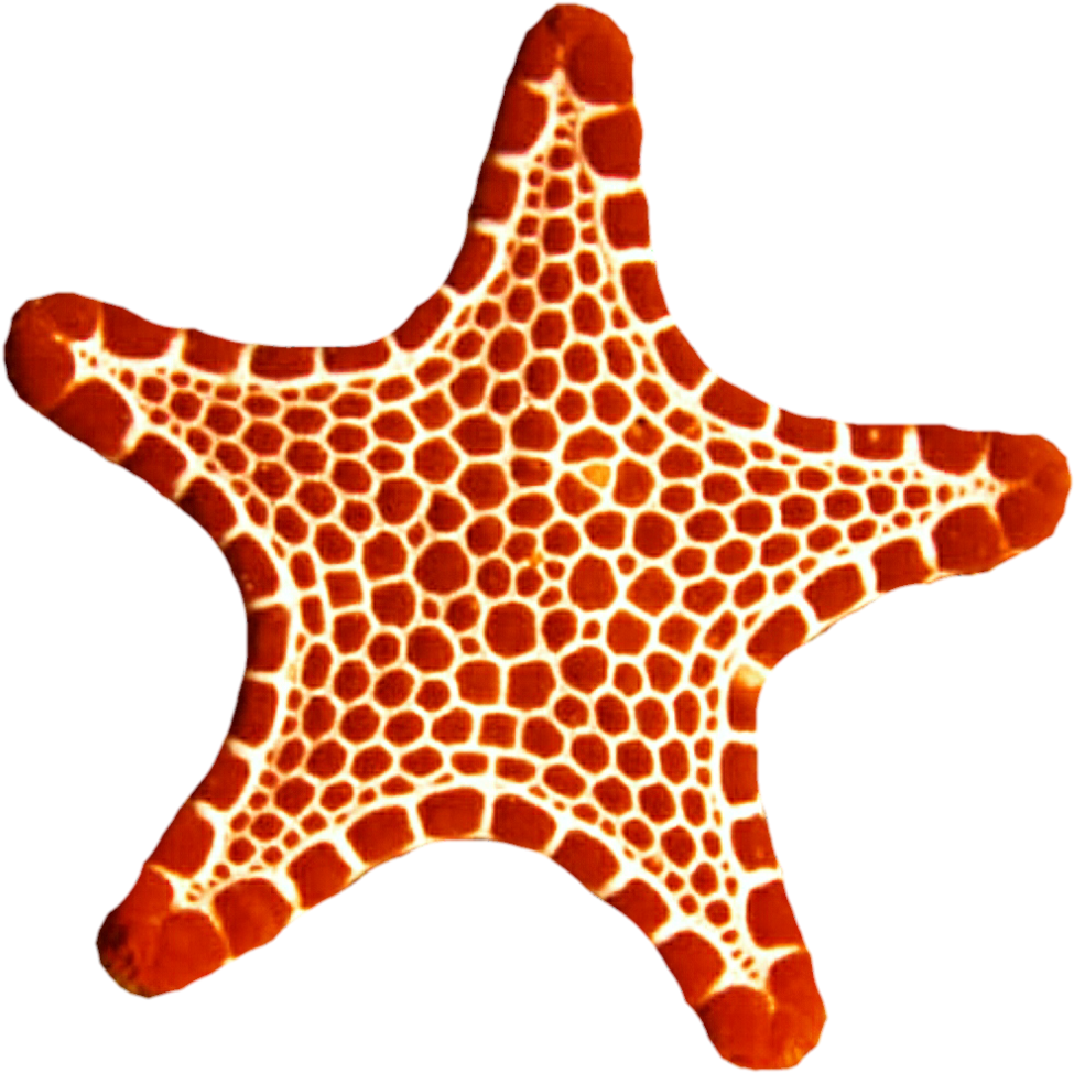 Sea Star Clipart - Sea Star Png Red (1024x1023)