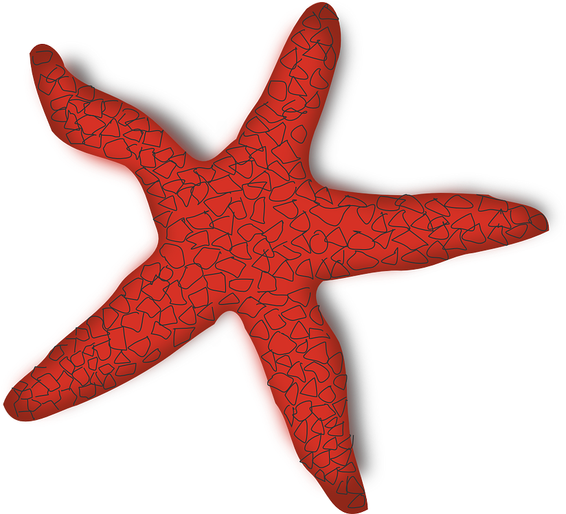 Starfish Png 11, Buy Clip Art - Stella Di Mare Png (1280x748)