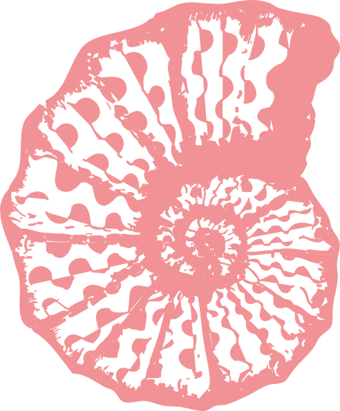 Coral Sea Shell Clip Art - Coral Colored Sea Shell (492x595)