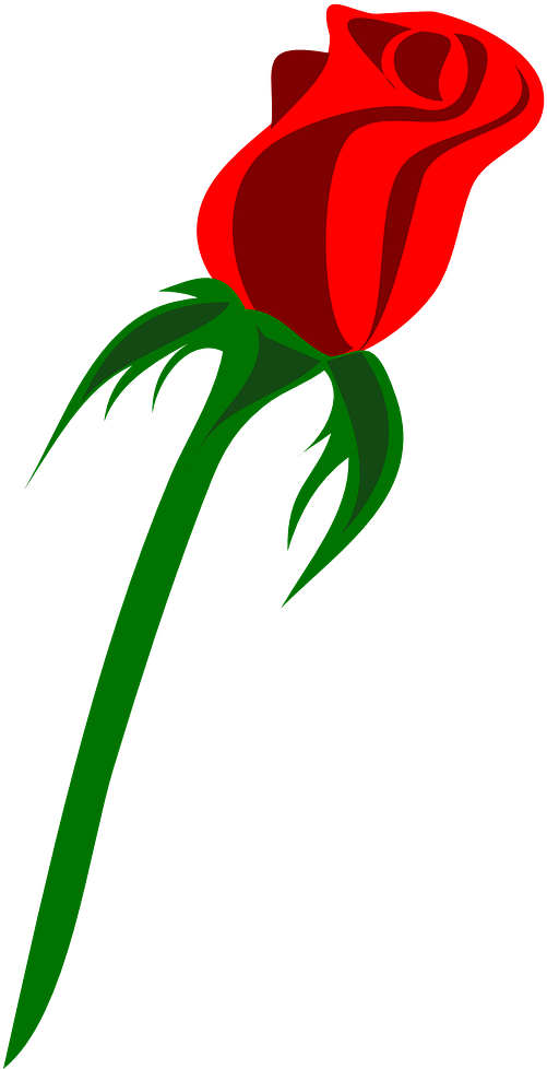 How To Draw A Rose - Rose Vector Png (640x1280)