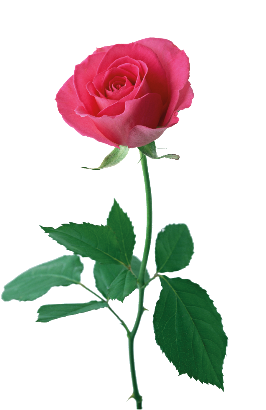 Red Rose Cartoon Transparent Material - Rosas Con Hojas (1024x1536)