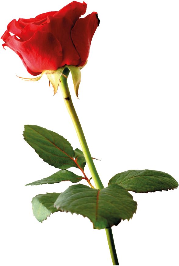 Courtship Rose Cartoon Transparent Material - Você É Uma Benção (650x975)