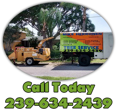 Tree Service Cape Coral Specializes In Grinding Any - Sw Fl Tree Service (400x375)