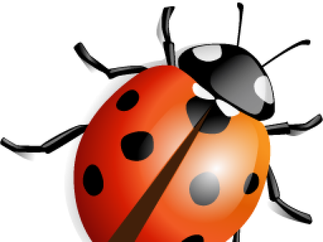 Illustrated Ladybug - Transparent Background Ladybug Clipart (640x480)