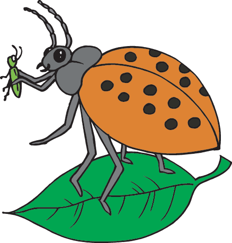 Lady Bug - Portable Network Graphics (480x501)