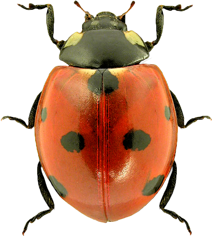 Ladybug Png Image - Insects Png (436x482)