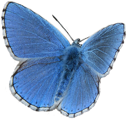 Blue Butterfly 4, Buy Clip Art - Blue (960x720)