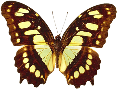 Png Transparent Brown And Yellow Real Butterfly Clipart - Brown And Yellow Butterfly (485x375)
