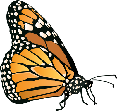 Monarch Butterfly Clipart Vector Side - Monarch Butterfly West Virginia (400x380)