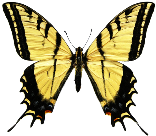 Butterfly Clipart Black And Yellow - Tiger Swallowtail Clip Art (515x462)