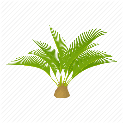 Transparent Cartoon Palm Tree - Cartoon Cycas (512x512)