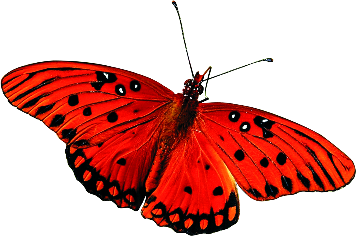 Beautiful Butterfly Png Image Two - Many Legs Does A Butterfly Have (1200x799)