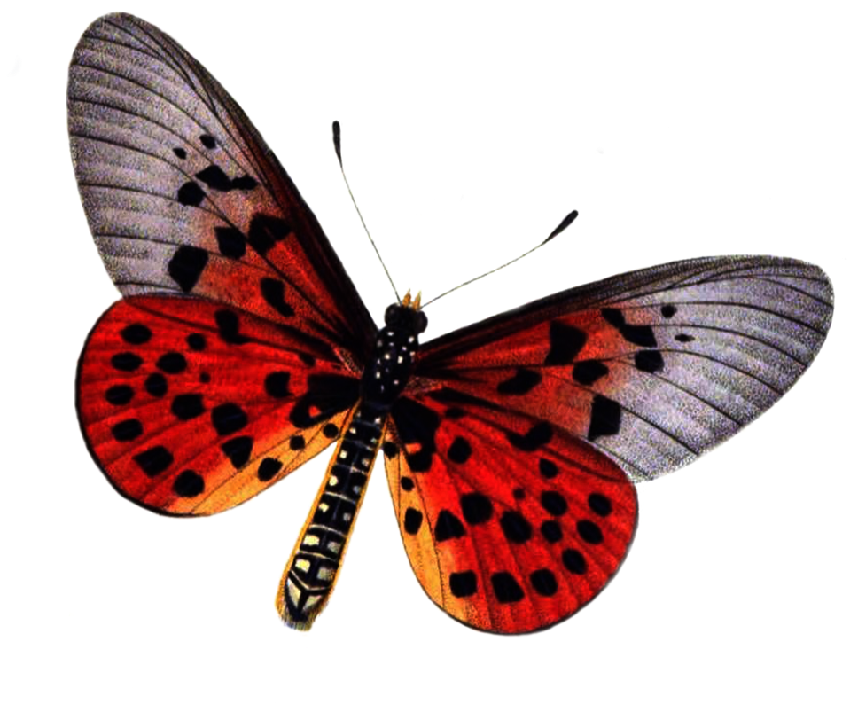 Butterfly 1 Png Stock By Lubman Butterfly 1 Png Stock - Butterfly Stock (1024x845)
