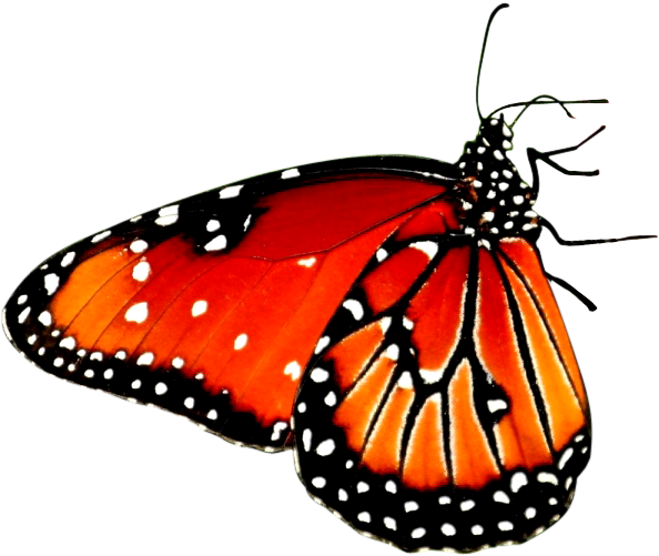 Beautiful Butterfly Desktop Wallpaper High-definition - Beautiful Butterfly Desktop Wallpaper High-definition (636x538)