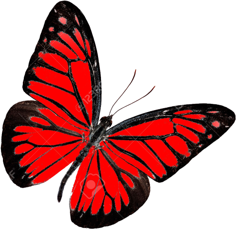 Careers In Business Process Management With Pnmsoft - Red Butterfly Transparent Background (650x556)