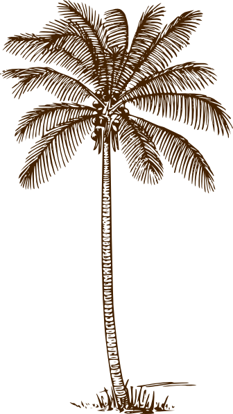Palm Tree Clip Art At Clker - Palm Tree Line Drawing (336x596)
