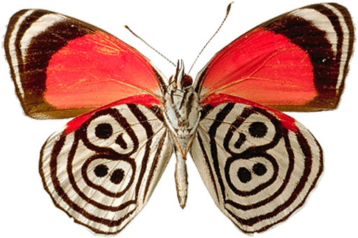 Butterfly Png Image - Tchaikovsky Symphony No 6 Cd (576x418)