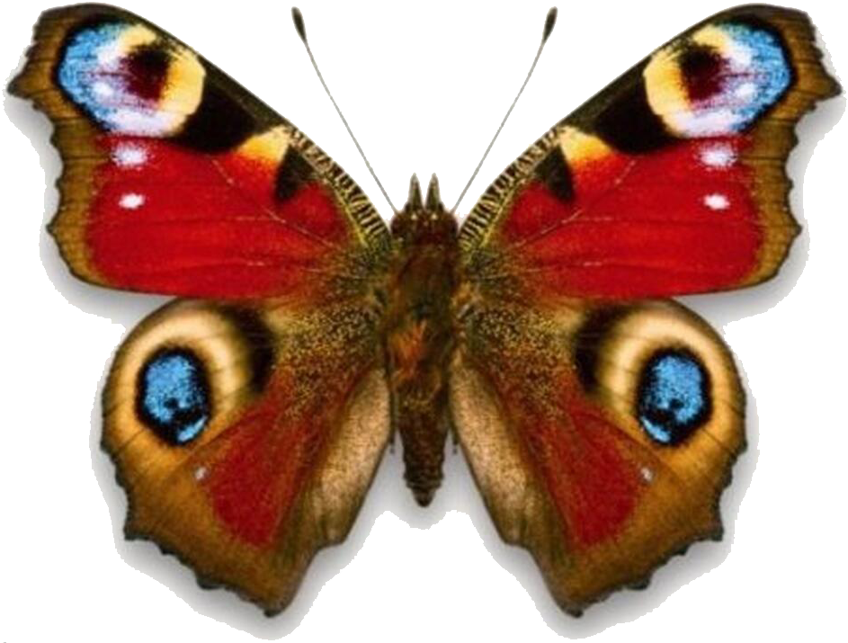 Butterfly Red Admiral Aglais Io Stock Photography Clip - Butterfly Red Admiral Aglais Io Stock Photography Clip (1016x792)