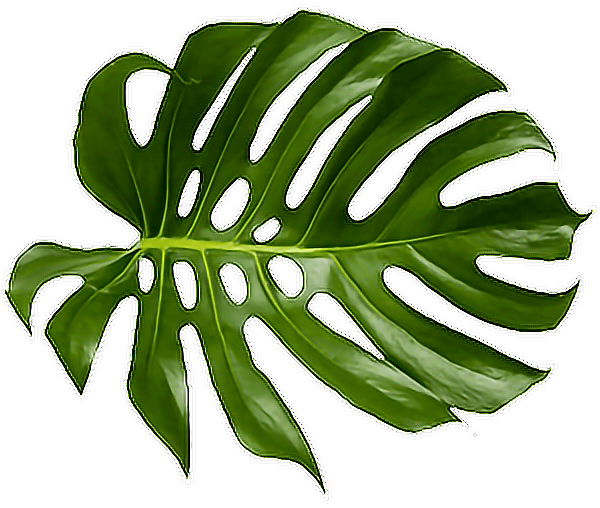 Leaf Leave Tropical Palm Green Freetoedit - Leaf Leave Tropical Palm Green Freetoedit (600x508)