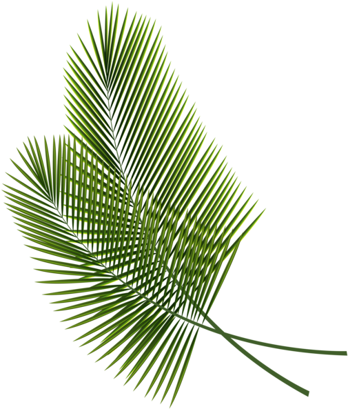 Tropical Leaves Png Clipart Image - Tropical Leaves Png (510x600)