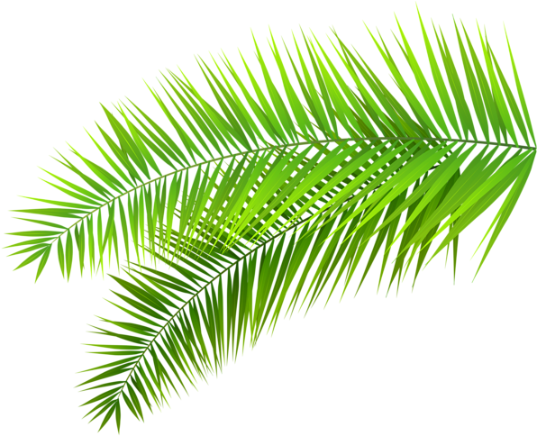 Palm Leaves Decoration Png Clip Art Image - Transparent Tropical Leaves Png (600x491)