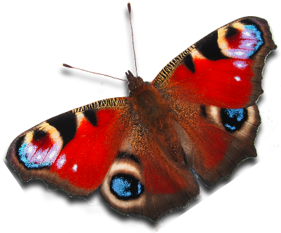 Peacock Butterfly - Peacock Butterfly Png (400x349)