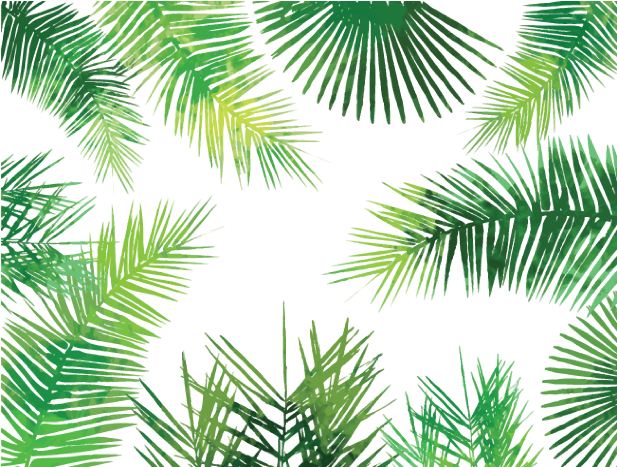 Tropical Birds - Palm Leaves Transparent Background (2000x1516)