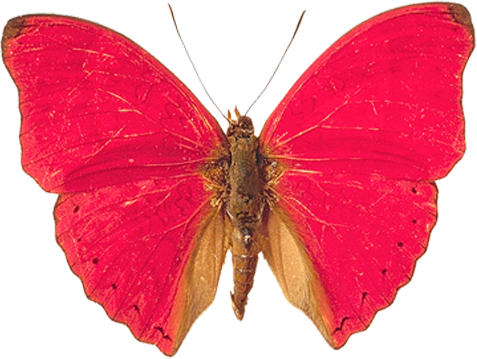 Pink Butterfly Png Image, Butterflies - Pink And Red Butterfly (477x359)