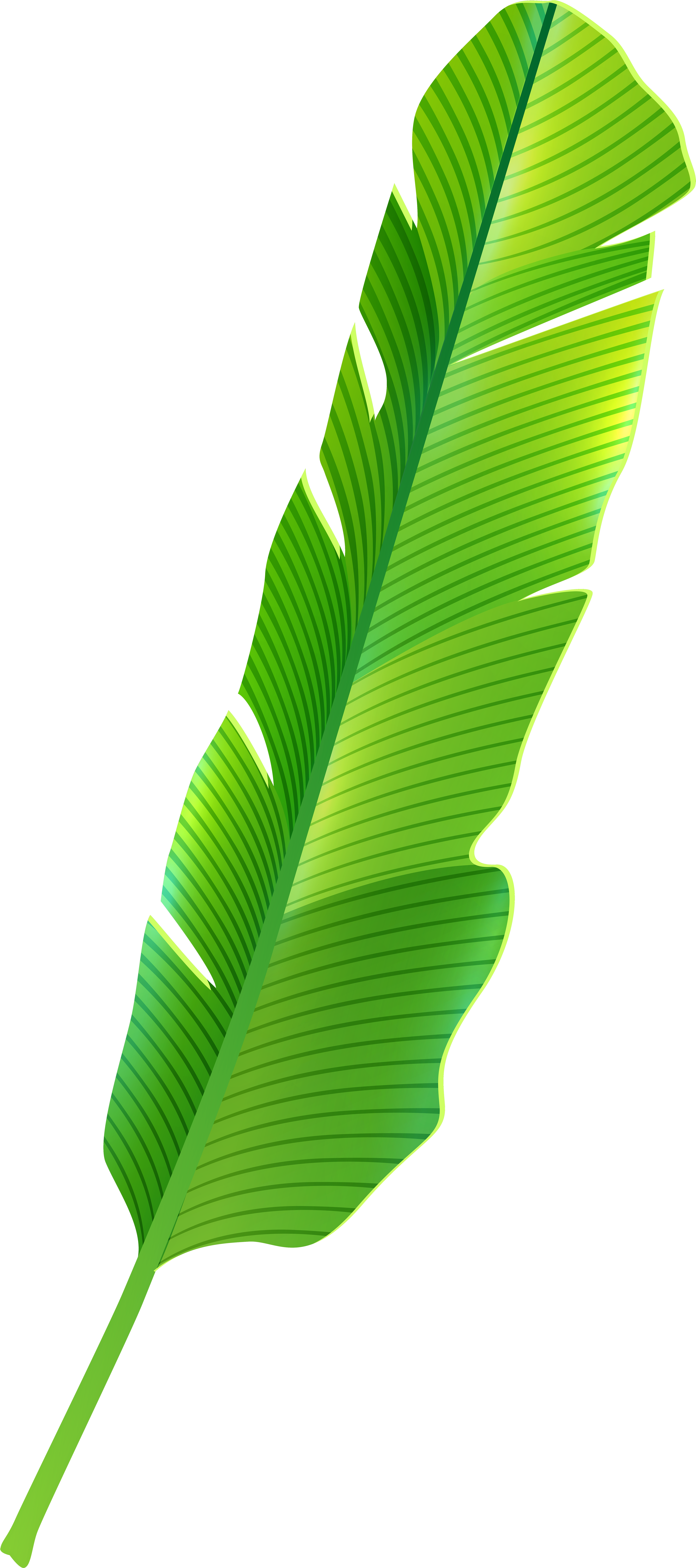 Clip Art Of Banana Leaf Tropical Png Best Web Clipart - Tropical Leaf Png (3725x8000)