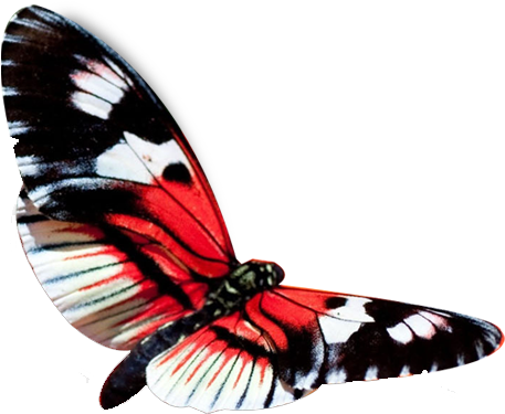 Red Butterfly Png - Hd Wallpaper In Beautiful Butterfly (505x435)