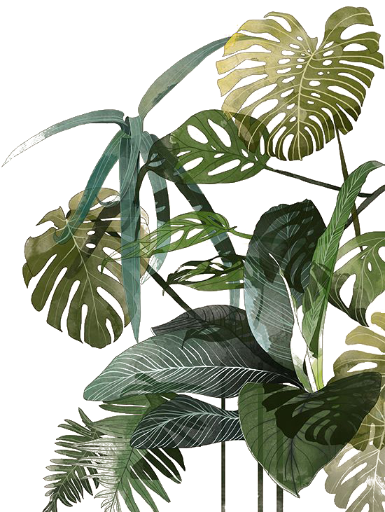 Botanical Illustration Drawing Watercolor Painting - Botanical Illustration Drawing Watercolor Painting (550x826)