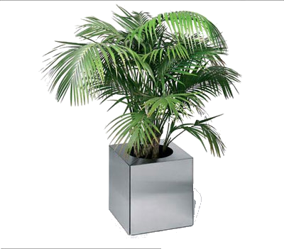 Coqueiro Em Vaso - Flor Para Ambiente Fechado (400x351)