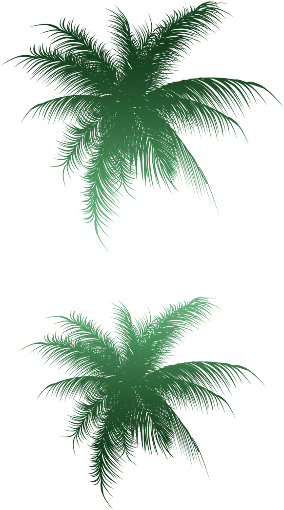 Render Pé De Coqueiro - Palmier Png Vue En Plan (1600x1054)