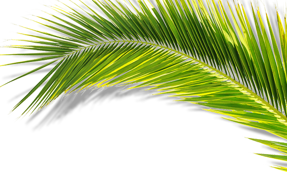 Estes Tres Não S Ão Pg - Palhas De Coqueiros Png (566x339)