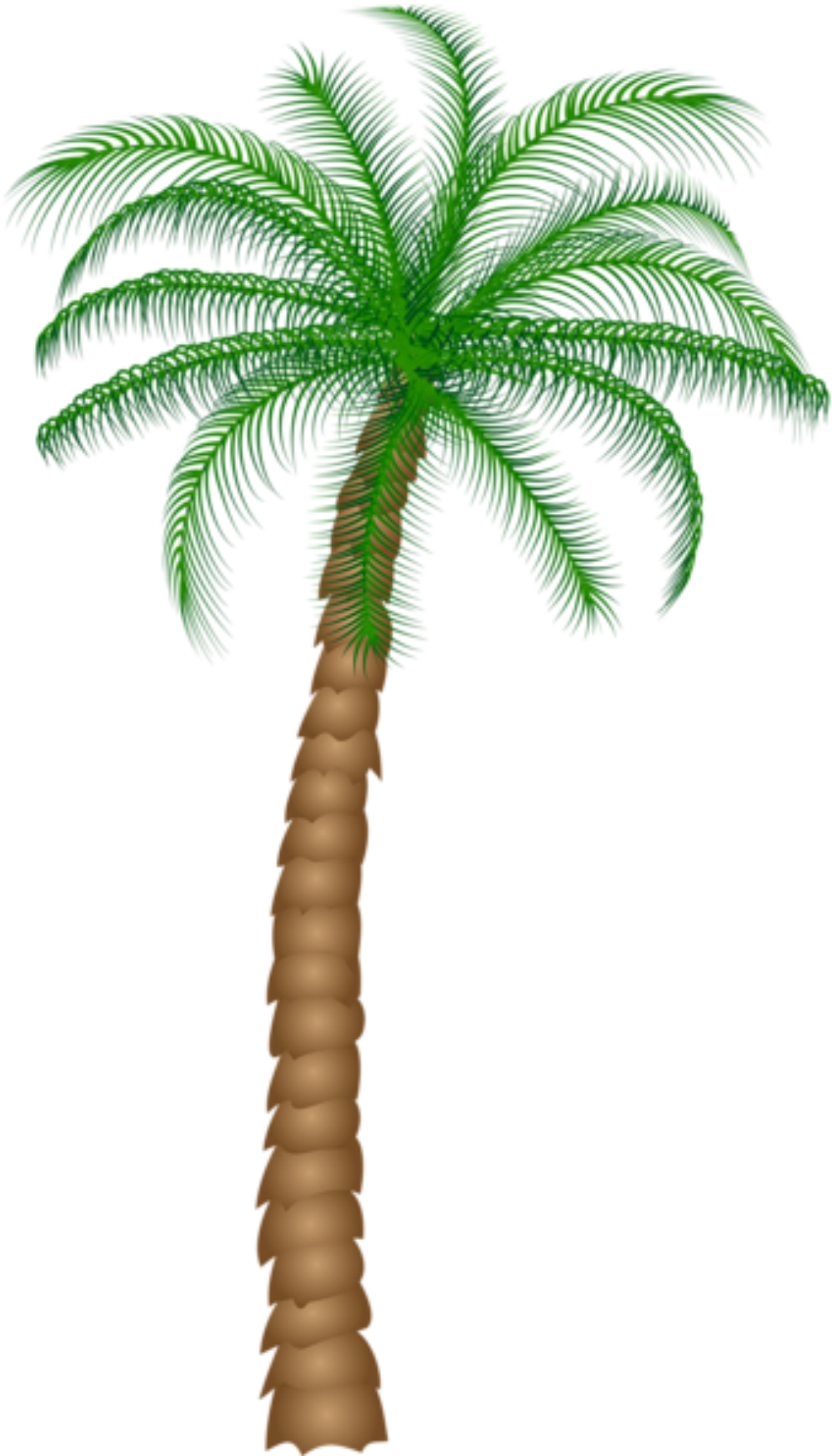 Árvores Coqueiro 2 Png - Clipart Palm Tree Png (1030x1772)