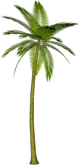 Árvores Coqueiro 9 Png - Palm Tree Render (264x542)