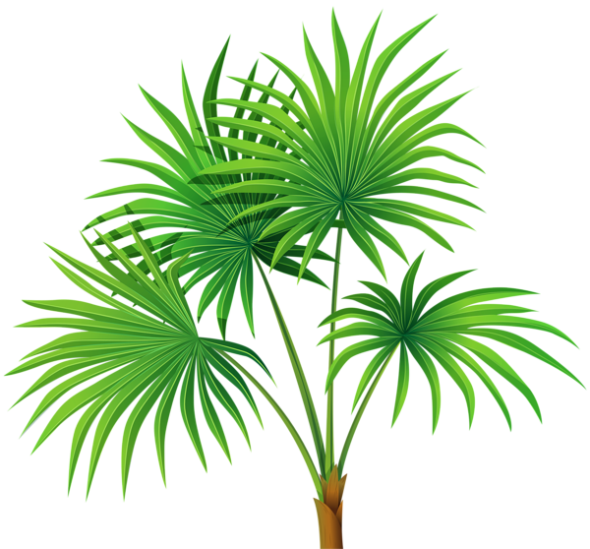 Árvores Coqueiro 6 Png - Tree Clipart No Background (590x549)