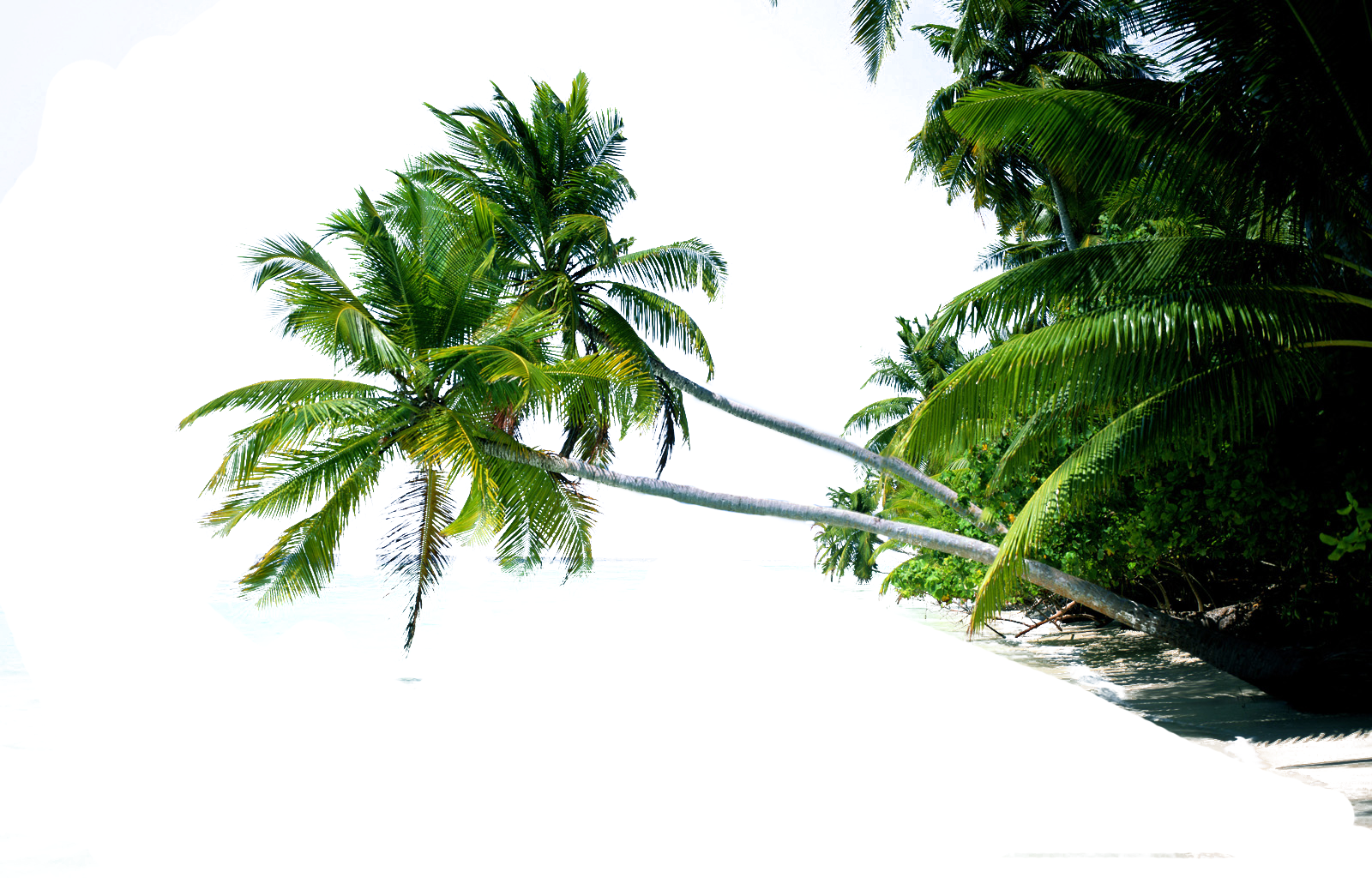 Render Pé De Coqueiro - Coco Bandicoot Beach (1600x1024)