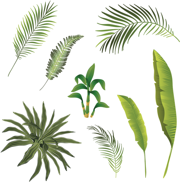 Tropical Branch And Leaves Collection, Tropical, Tropical - Leaf (640x640)