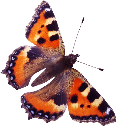 Red Admiral Butterfly Png - Red Admiral Butterfly Png (560x560)