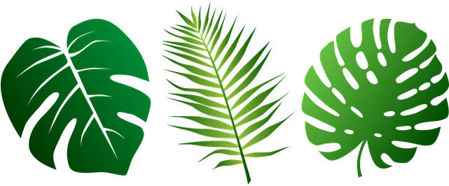 Png Jungle Leaf Transparent Jungle Leaf - Jungle Leaves Png (640x320)