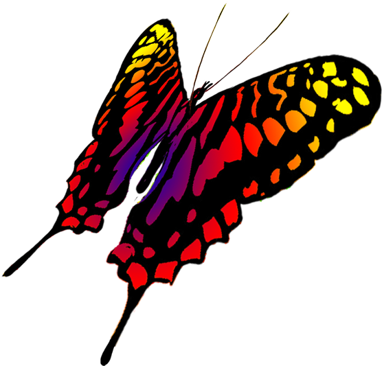 Flying Butterfly Drawing Pic Holy Images - Butterfly Transparents Drawing (675x591)