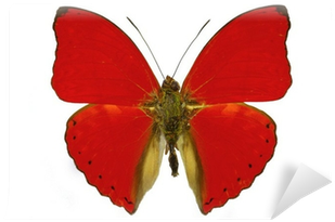 Red Butterfly Wall Mural • Pixers® • We Live To Change - Blood-red Glider (400x400)