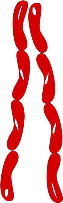 Free To Use &, Public Domain Sausage Clip Art - Free To Use &, Public Domain Sausage Clip Art (355x738)