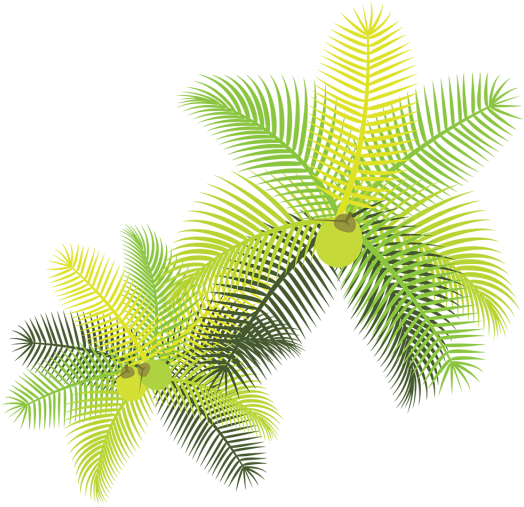 Tropical Leaves With Coconuts, Tropical Leaves, Flowers, - Palmeira Vetor Planta Baixa (640x640)